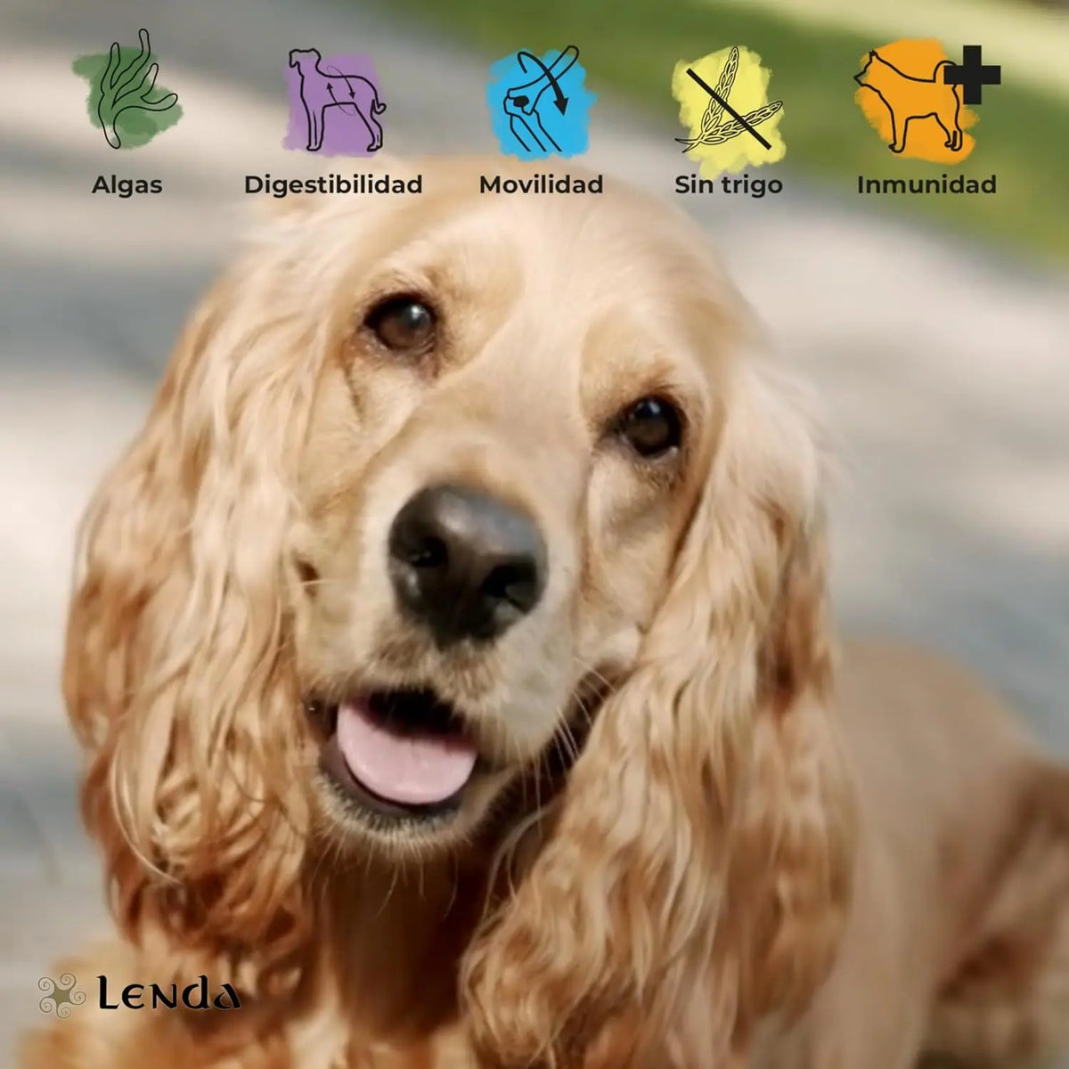 Legend Salmon – Cibo Naturale per Cani – Ricco di Salmone