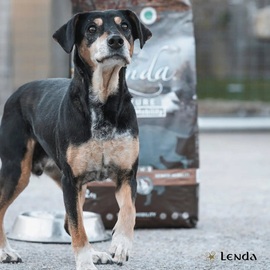 Lenda Senior Mobility - Cibo Naturale per Cani Senior - Ricco di Tacchino e Supporto per le Articolazioni