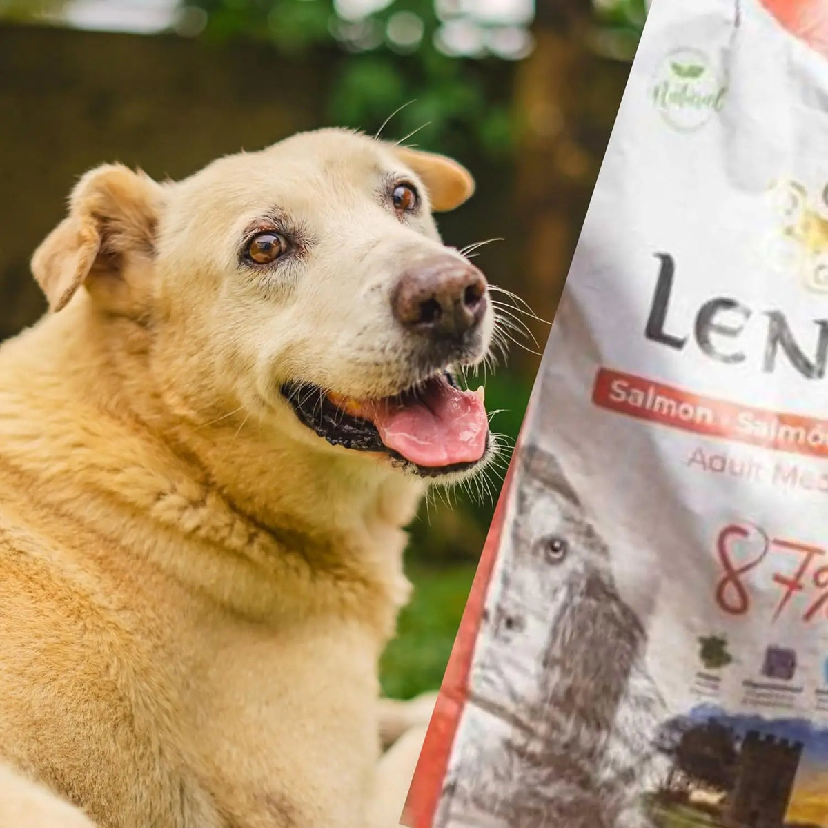Legend Salmon – Cibo Naturale per Cani – Ricco di Salmone