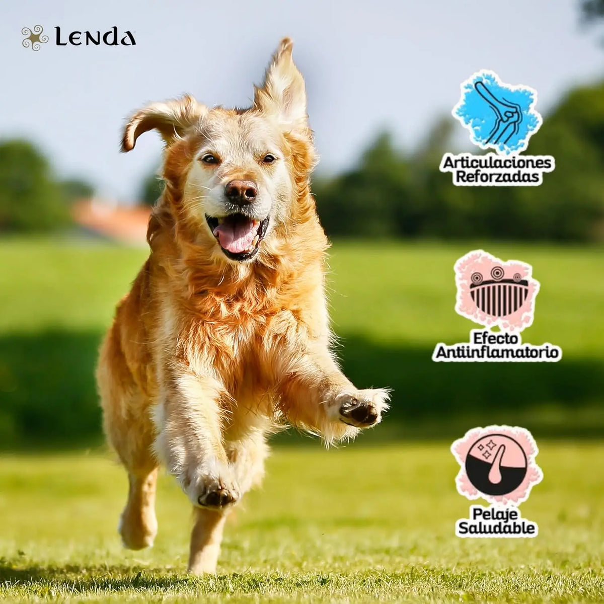 Lenda Chicken – Cibo naturale per cani – Con pollo e tacchino