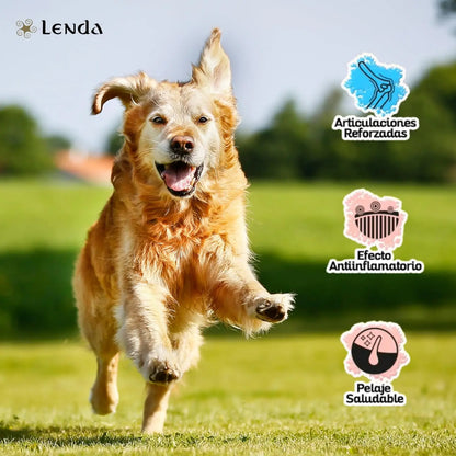 Lenda Chicken – Cibo naturale per cani – Con pollo e tacchino