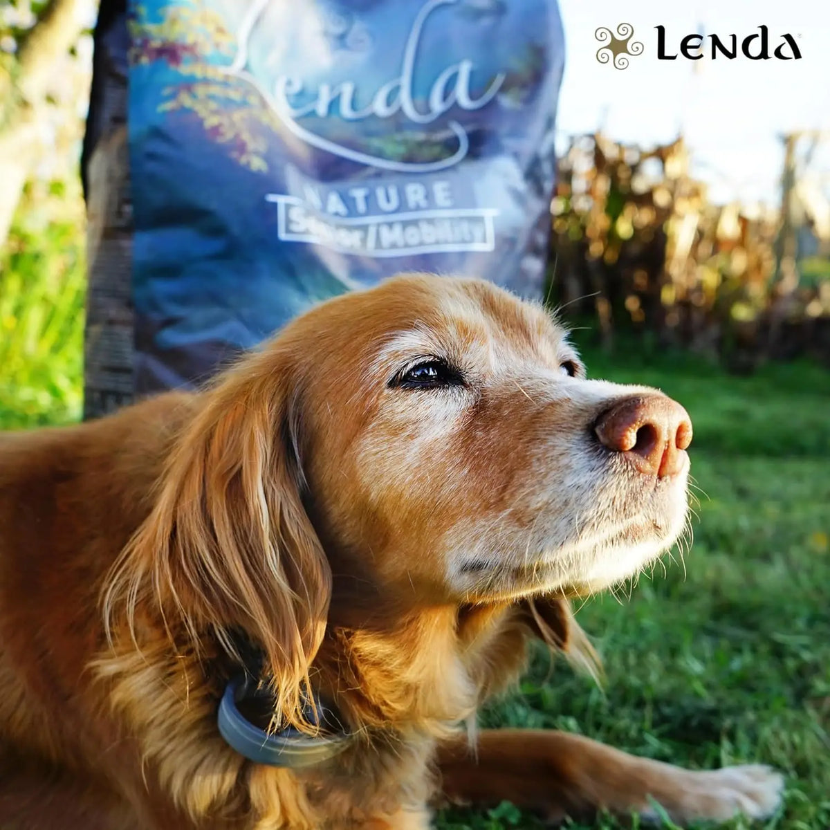 Lenda Senior Mobility - Cibo Naturale per Cani Senior - Ricco di Tacchino e Supporto per le Articolazioni