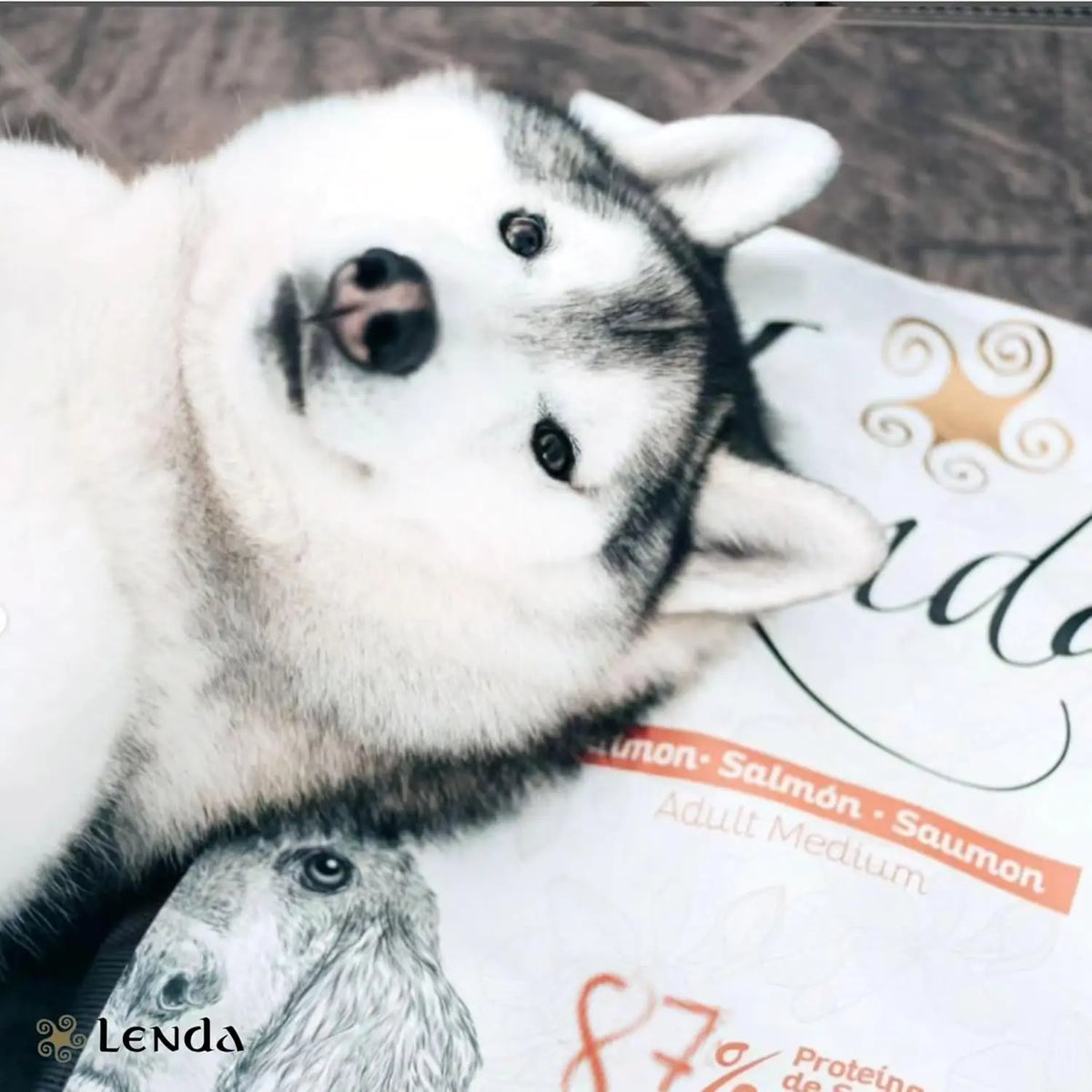 Legend Salmon – Cibo Naturale per Cani – Ricco di Salmone