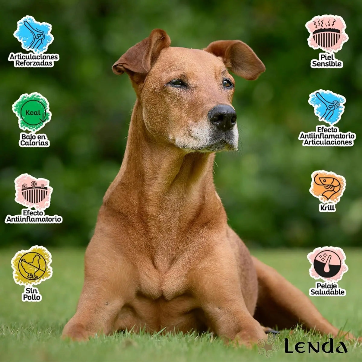 Lenda Senior Mobility - Cibo Naturale per Cani Senior - Ricco di Tacchino e Supporto per le Articolazioni